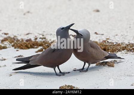 Brown Noddy (Anous Stolidus pileatus) Balzwerbung per Paar am Strand Ile aux Cocos, Rodrigues, Mauritius Dezember Stockfoto