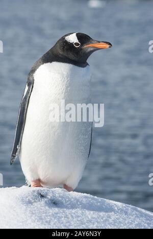 Gentoo-Pinguin, am Rande eines schneebedeckten Felsen auf Grund des Ozeans steht Stockfoto