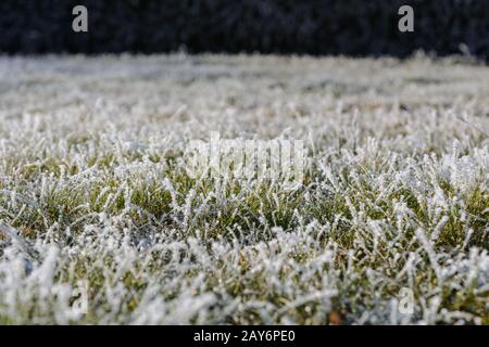 Hoarfrost und Eiskristalle auf Grashalmen im Garten - Tiefe des Feldes Stockfoto