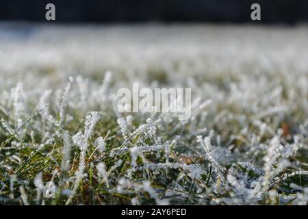 Hoarfrost und Eiskristalle auf üppig grünen Grashalmen - Unschärfe-Tiefe Stockfoto