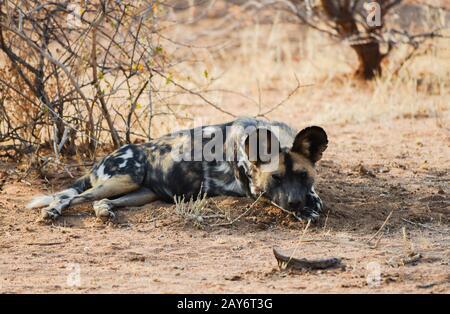 Afrikanischer Wildhund im Etosha-Nationalpark in Südafrika Stockfoto