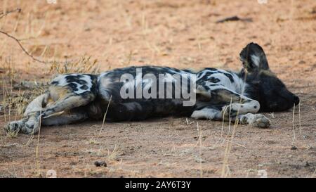 Afrikanischer Wildhund im Etosha-Nationalpark in Südafrika Stockfoto
