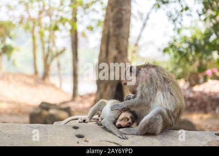 Affen lausen sich in der Tempelanlage von Angkor Wat, Kambodscha Stockfoto