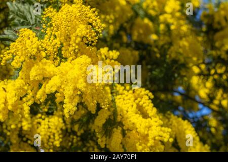 Akazie pycnantha (goldene Wattle) in voller Blüte Stockfoto