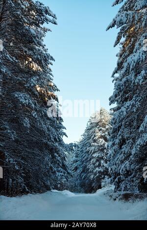 Vertikaler Schuss von fantastischer Winterlandschaft - Bergstraße in Tannenwald mit Schnee bedeckt Stockfoto