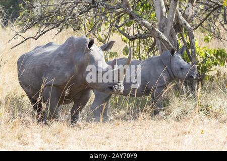 weiblich und Cub nördlichen Breitmaulnashorn im ugandischen Busch Stockfoto