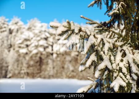 Tannenzweigen bedeckt mit Schnee im Winter forest Stockfoto
