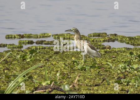 Gemeinsamen Rallenreiher steht auf den Rasen an den Ufern des Lake Albert Stockfoto