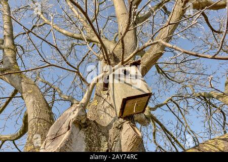 Nussbaum im Winter mit Nestkiste Stockfoto