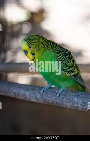 Budgerigar (Melopsittacus undulatus) Papagei auf einem Zweig Stockfoto