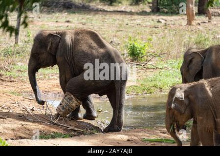 Sri Lanka, - September 2015: Im Udewalawe, Elephant Transit Home, trägt ein junger Elefant einen schützenden Stiefel, während er sich erholt, nachdem er in einer sn gefangen wurde Stockfoto