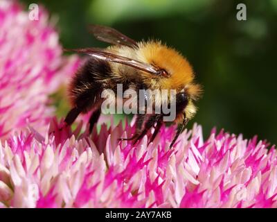 Feldbummel auf den Blumen Stockfoto