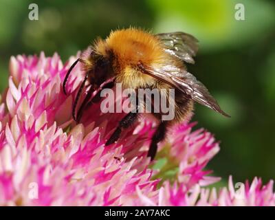 Feldbummel auf den Blumen Stockfoto