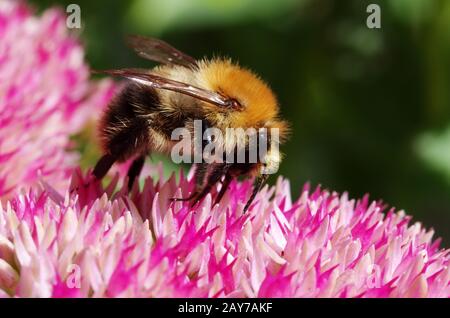 Feldbummel auf den Blumen Stockfoto