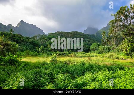 Insel Moorea Dschungel und die Berge Landschaft Stockfoto