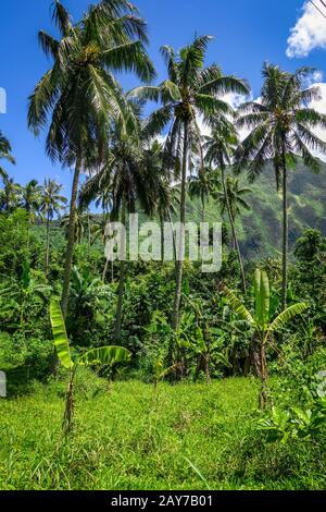 Insel Moorea Dschungel und die Berge Querformat Stockfoto