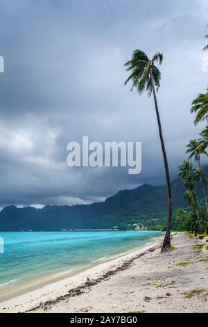 Palmen auf Temae Beach in Insel Moorea Stockfoto