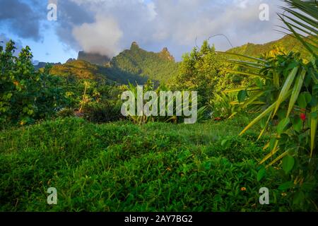 Insel Moorea Dschungel und die Berge Landschaft Stockfoto