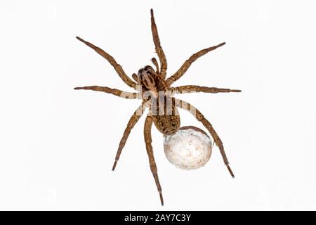 Spinne mit Eiern auf weißem Hintergrund Stockfoto