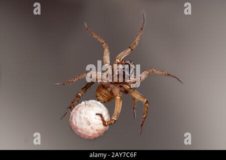 Spinne mit Eiern auf grauem Grund Stockfoto