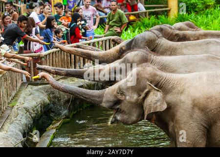 SINGAPUR - 14. APRIL: Elefantenschau im Zoo von Singapur am 14. April 2016 in Singapur. Stockfoto