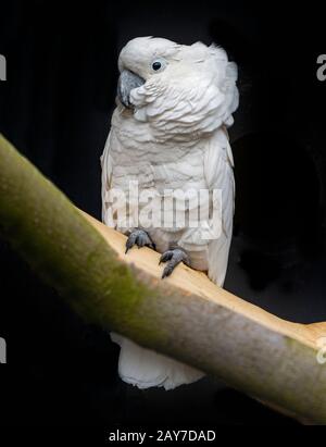 Weißer Kakadus Cacatua alba auch bekannt als Regenschirm cockatoo, Stockfoto