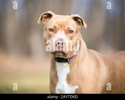 Ein fawn und weißer Pit Bull Terrier gemischter Rassehund im Freien mit Blick auf die Kamera Stockfoto