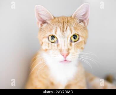 Eine orangefarbene Tabby-Kurzhaarkatze mit großen gelben Augen, die direkt auf die Kamera blickt Stockfoto