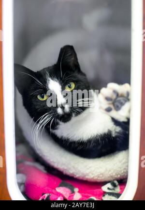 Eine schwarz-weiße Tuxedo-Katze in einem Tierschutzkäfig mit Ohrspitze, was darauf hindeutet, dass sie ausgespioniert oder ausgekleidet und geimpft wurde Stockfoto