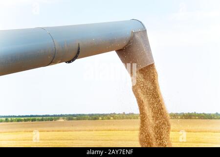 Mähdrescher in Aktion auf dem Weizenfeld und beim Entladen der Körner schließen Stockfoto