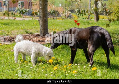 Zwei Hunde - schwarze Labrador kreuzen sich und weiße Havanesen im Garten Stockfoto