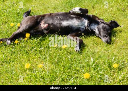 Schwarzer Hund liegt auf dem Rücken auf der Wiese und genießt die Sonne Stockfoto