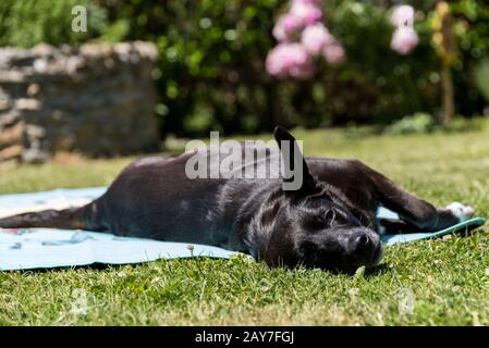 Schwarzer Hund liegt lasch auf einem Badetuch in der Sonne Stockfoto