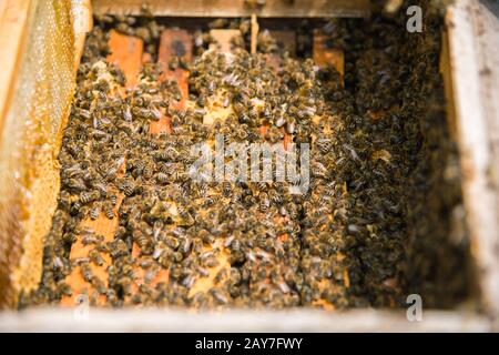 Viele Bienen in einem offenen Bienenstock Stockfoto