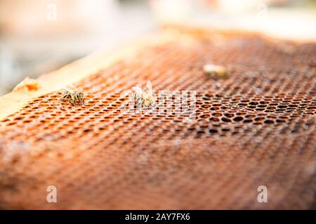 Tote Bienen, bedeckt mit Staub und Milben auf einer leeren Wabe von einem im Rückgang begriffen Bienenstock Stockfoto