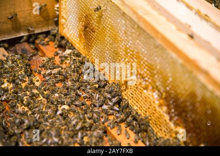 Viele Bienen in einem offenen Bienenstock Stockfoto