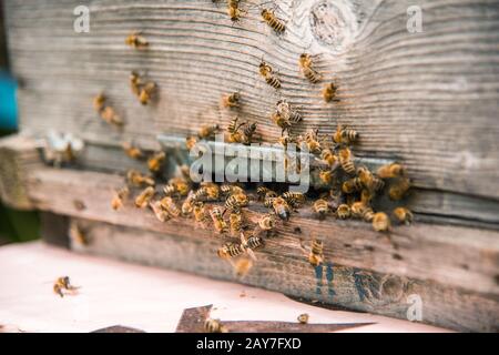 Nesselsucht im Apiary mit Bienen, die auf den Landungstafeln fliegen. Stockfoto