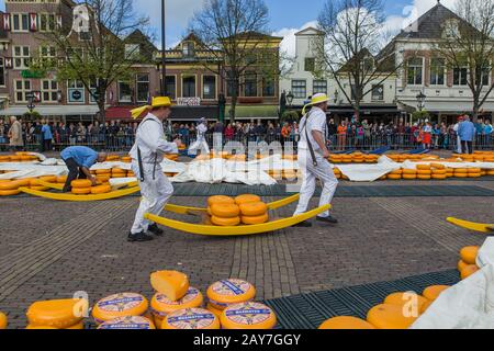 Alkmaar, Niederlande - 28. April 2017: Käseträger auf dem traditionellen Käsemarkt Stockfoto