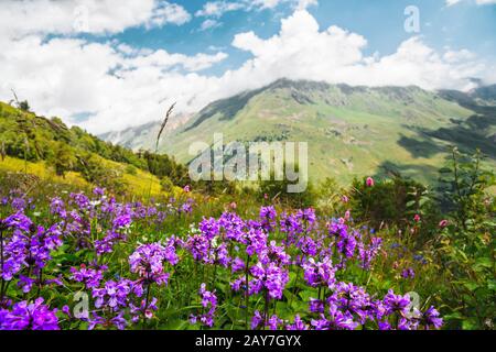 Violette Blumen an den Berghängen Stockfoto