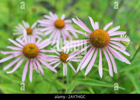Echinacea Purpurea im Freien Stockfoto