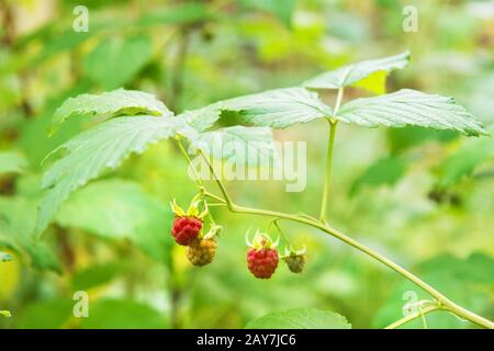 Wilde Himbeere im Wald Stockfoto