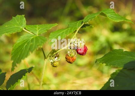 Wilde Himbeere im Wald Stockfoto