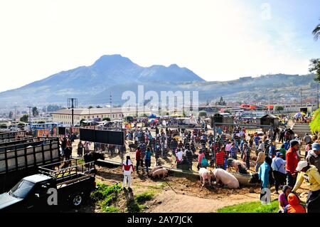 Otavalo-Viehmarkt mit dem Vulkan Imbabura im Hintergrund Ecuadors Stockfoto