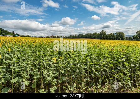 Geräumiges Feld von blühenden schönen Sonnenblumen mit Honigbienen, die Nektar sammeln. Riesige gelbe Blumen. Grüne Bäume, strahlend blauer Himmel und weißes fl Stockfoto