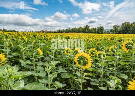 Geräumiges Feld von blühenden schönen Sonnenblumen mit Honigbienen, die Nektar sammeln. Riesige gelbe Blumen. Grüne Bäume, strahlend blauer Himmel und weißes fl Stockfoto