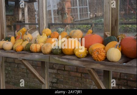 Anzeige von Winter Squash auf einem Holzregal in einem Gewächshaus in einem Garten im ländlichen Devon, England, Großbritannien Stockfoto