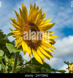 Schöne Sonnenblume mit Honigbienen sammeln Nektar. Riesige gelbe Blumen. Grüne Bäume, strahlend blauer Himmel und weiße, flauschige Wolken im verschwommenen b Stockfoto