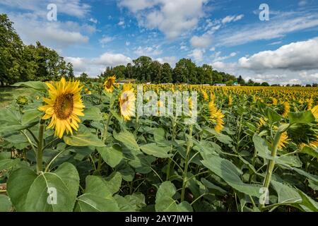 Geräumiges Feld von blühenden schönen Sonnenblumen mit Honigbienen, die Nektar sammeln. Riesige gelbe Blumen. Grüne Bäume, strahlend blauer Himmel und weißes fl Stockfoto