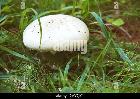 Großer weißer Pilz wächst im Wald unter Gras und Moos mit Nadelbäumen Stockfoto