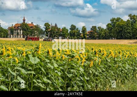 Geräumiges Feld von blühenden schönen Sonnenblumen mit Honigbienen, die Nektar sammeln. Riesige gelbe Blumen. Grüne Bäume, strahlend blauer Himmel und weißes fl Stockfoto